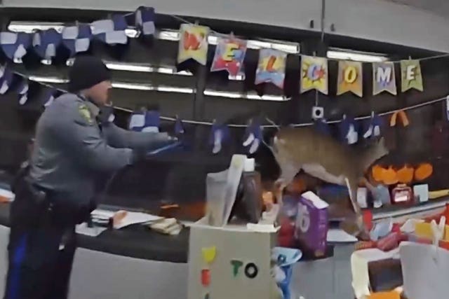 Police officers try to capture a deer in a classroom at Cedar Grove Elementary School in Toms River, New Jersey