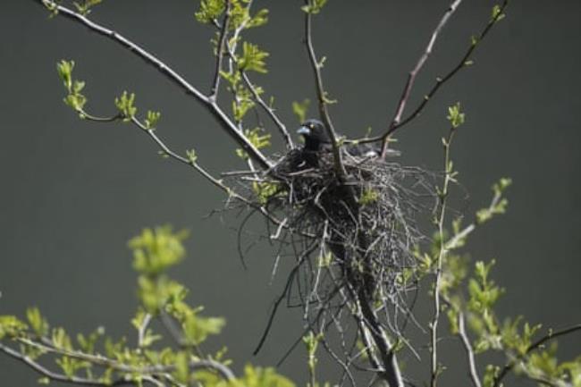 A currawong nests in a tree in Canberra.