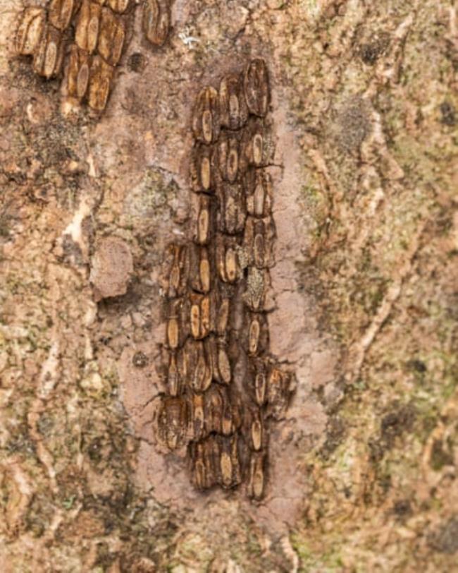 Spotted lanternfly eEgg mass seen in Pennsylvania.