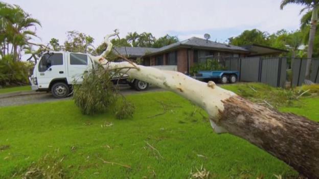 A large tree on the ground stretches away from the camera toward a vehicle, which is partially bent under the tree's weight.