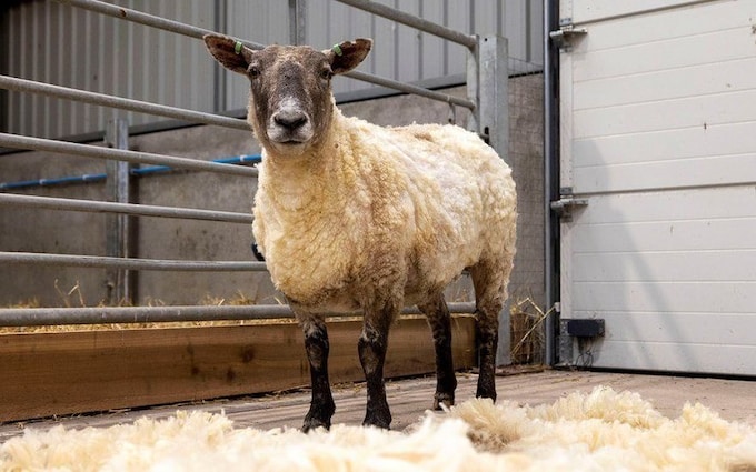 Fiona the sheep after being shorn