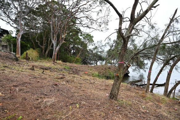 In a devastating act of vandalism, 300 trees and plants have been destroyed at Woodford Bay Reserve at  Longueville.