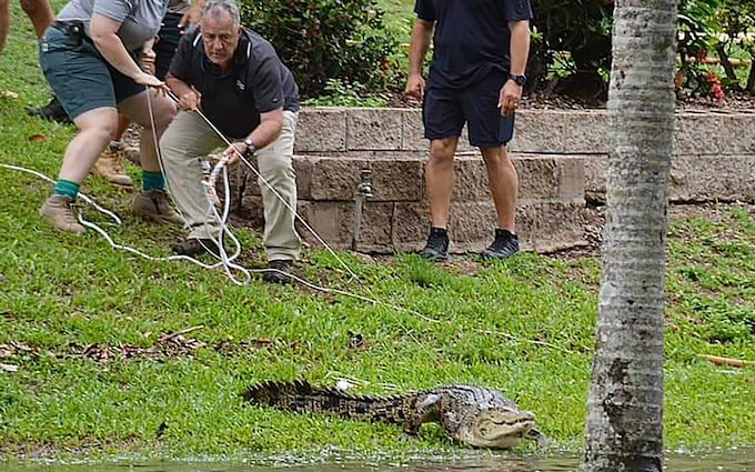 A crocodile is brought under co<em></em>ntrol in Ingham, Northern Queensland