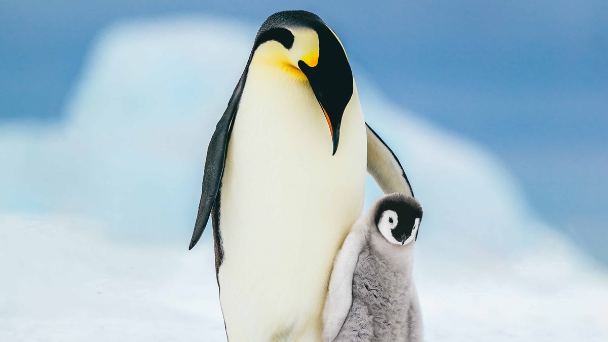 Penguin